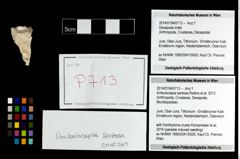 Foto (Objekt + Etikett) von Ambulocapsa sentosa (Robins et al., 2013)  (NHMW-GEO-2014-0194-0713)